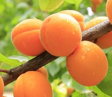 ALBICOCCO NANO PRUNUS ARMENIACA 